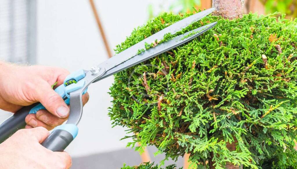 Landscapers in Florida are trimming ornamental bush into round shape with pruning shears.